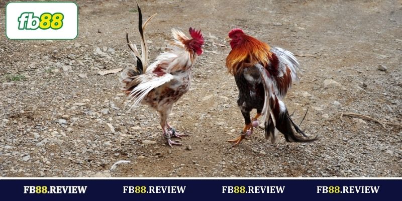 3 hình thức cá cược đá gà FB88 phổ biến