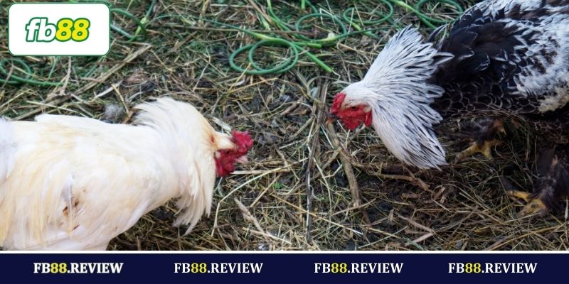 Đôi nét về đá gà FB88