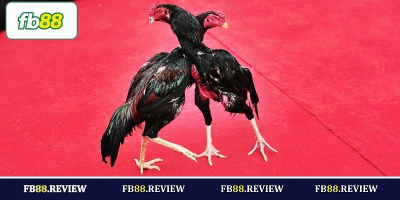 Kinh nghiệm chơi chọi gà thắng lớn tại FB88