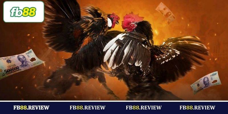 Lợi thế nổi bật chuyên mục đá gà thu hút hội viên FB88